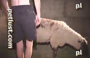 Hành động tình dục thú tính ở trang trại với một con cừu