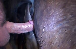 Phim khiêu dâm Zoophilia với một con cặc đẹp trong âm hộ động vật